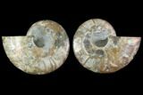 Sliced Ammonite Fossil - Agatized #114870-1